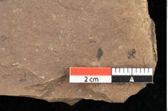 Foto (Detailsansicht) von Quercus mediterranea, Unger (NHMW-GEO-2024-0188-0943)